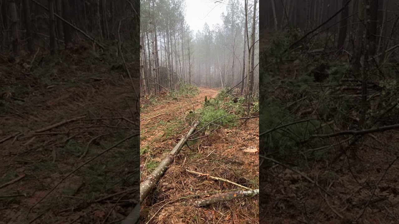Timber jack 460c skidding pine
