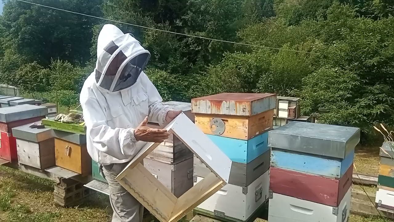 Messa a sciame parte 1. Tre diversi modi di farla.