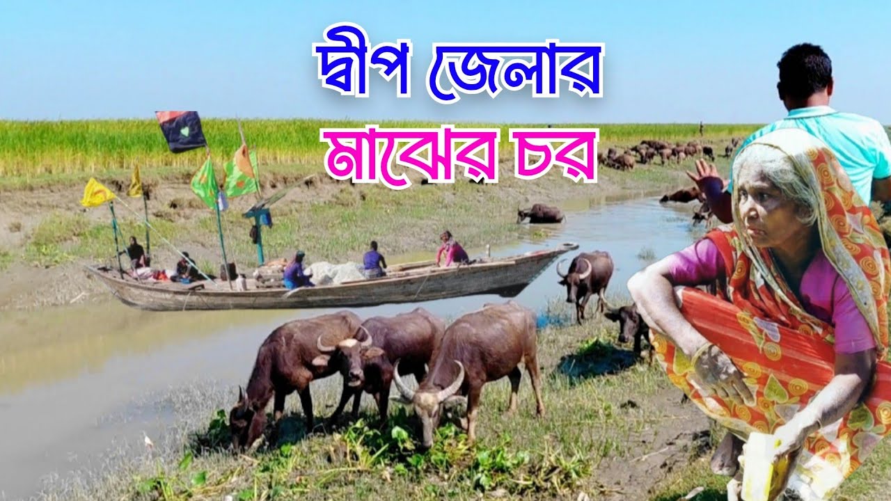 মেঘনা নদীর যে চরে দুঃখ-বেদনার স্থায়ী নিবাস || মাঝের চর || দ্বীপ জেলা ভোলা || Bhola