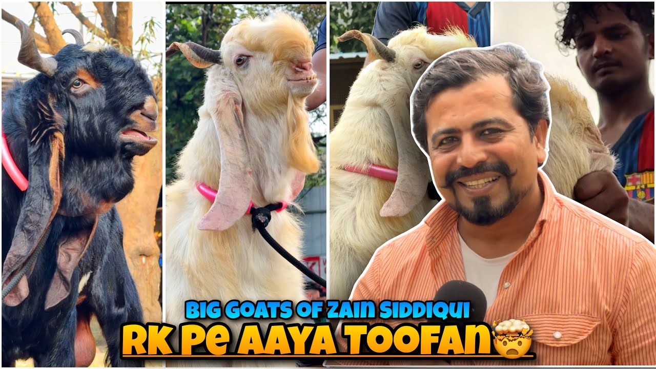 RK Goat Farm pe aaya TOOFAN🤯 BADE Bakro ka Shauk with Faisal Bhai Robinhood Qadri | Zain Siddiqui