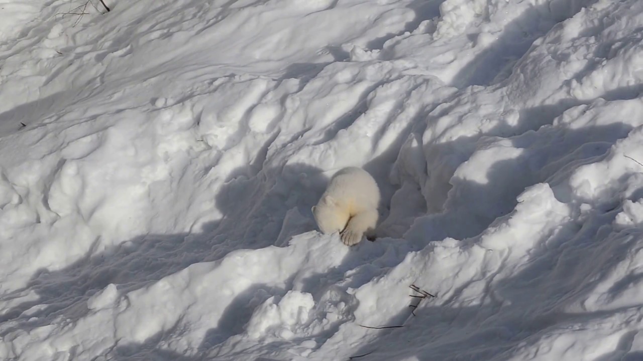 Ranua Zoo | Polar Bear Cub playing with snow