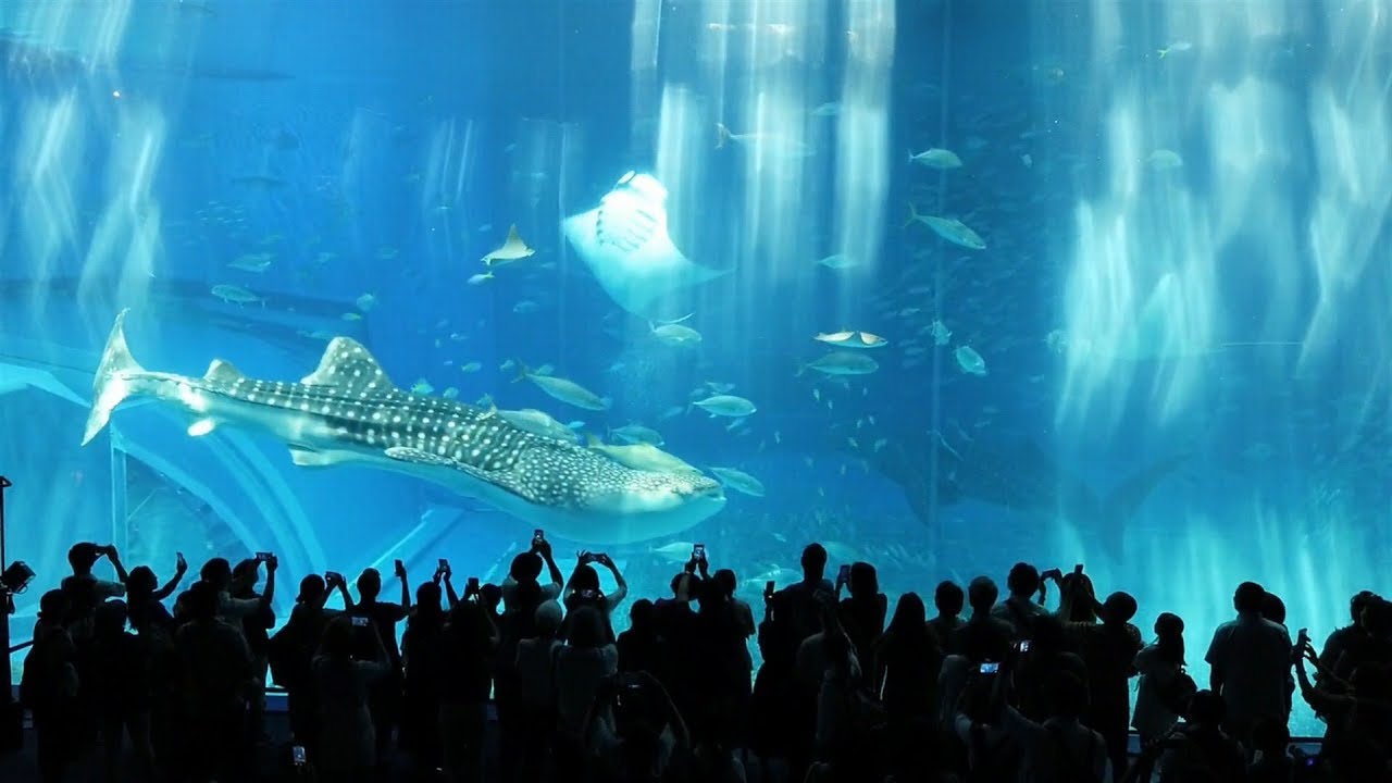 沖縄「美ら海水族館」