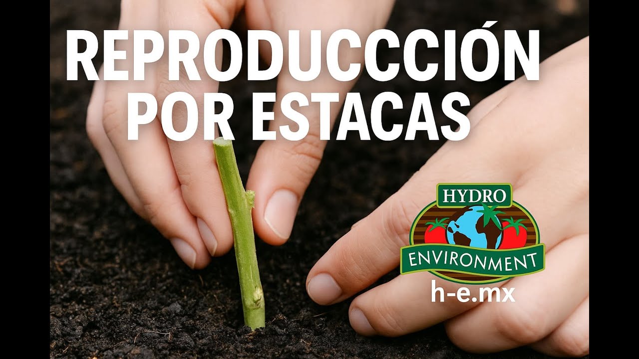 Reproducci&oacute;n por Estacas 🌱 | Esquejes Paso a Paso | Hydro Environment