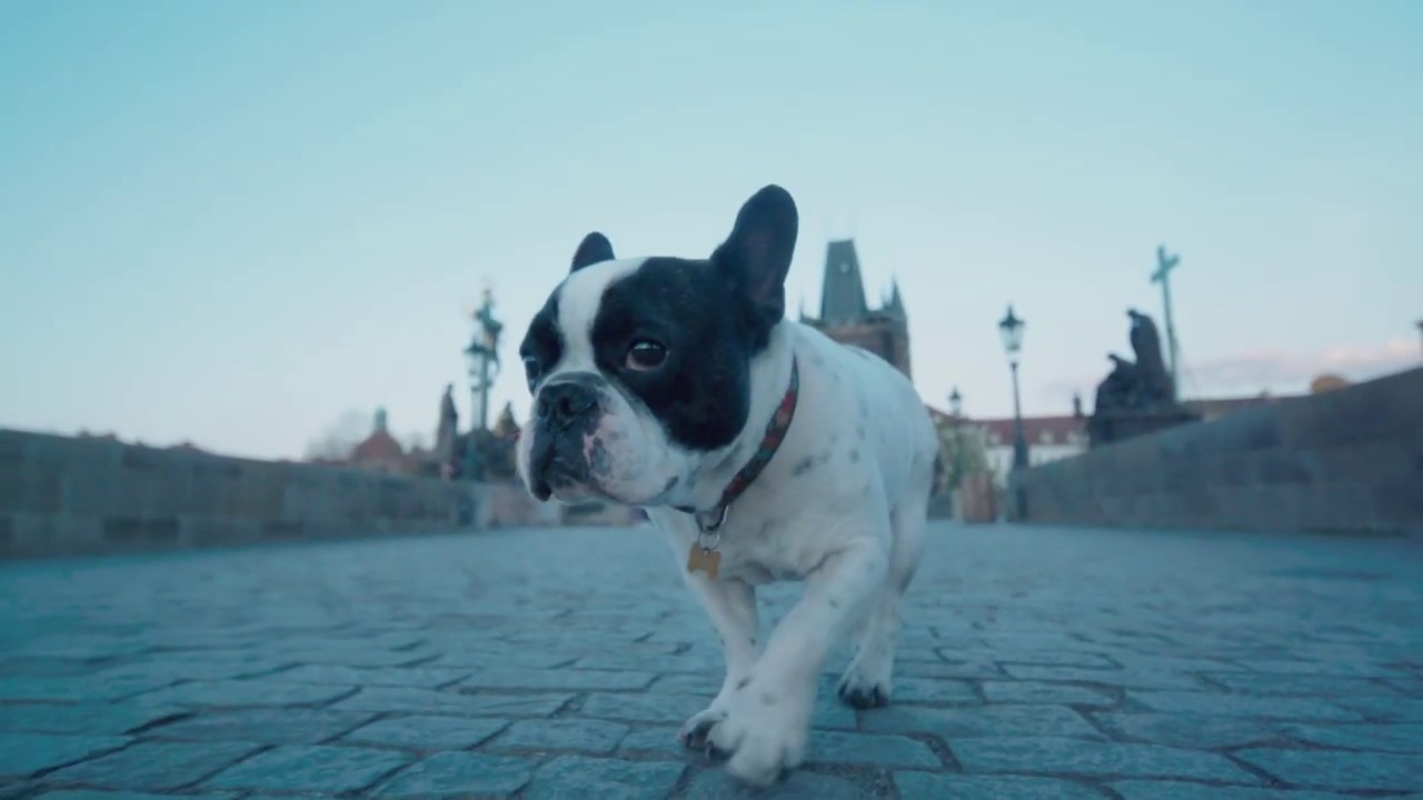 Živé kvety - Svätý grál