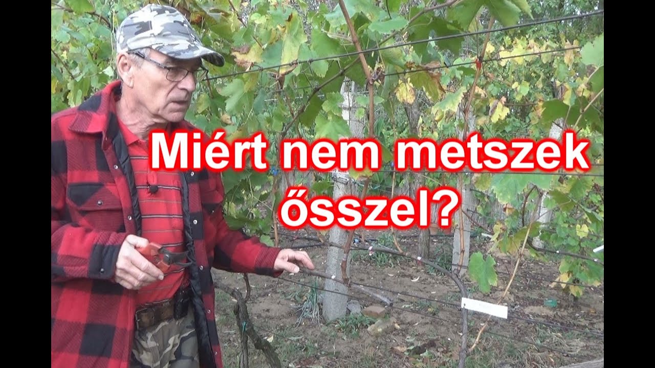 Mikor ültetem a szőlőt? Miért nem metszek ősszel?