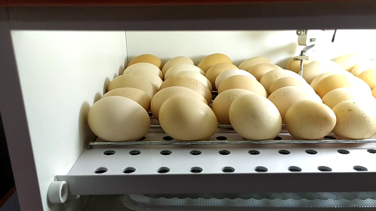 Chocando ovos de galinha caipira e galinha da Angola, na Chocadeiras Paraná.
