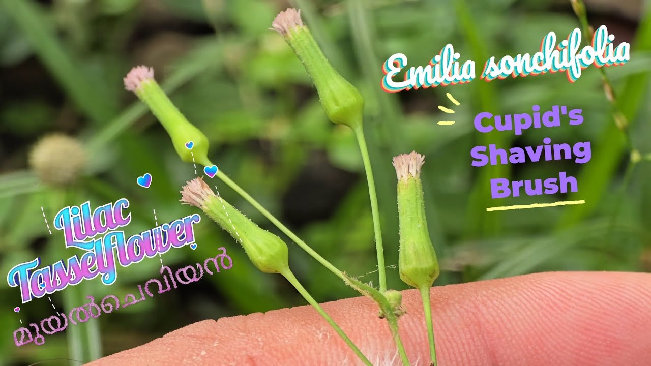 💐 ദശപുഷ്പം 4️⃣ മുയൽച്ചെവിയൻ 🪻 Cupid's Shaving Brush 💊 Lilac Tasselflower 🌱 Emilia sonchifolia 🪻