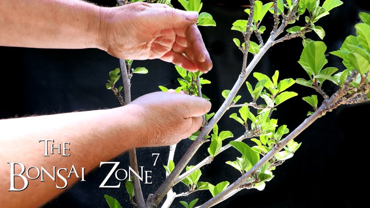 My Yellow Hibiscus Bonsai and More, The Bonsai Zone, June 2020