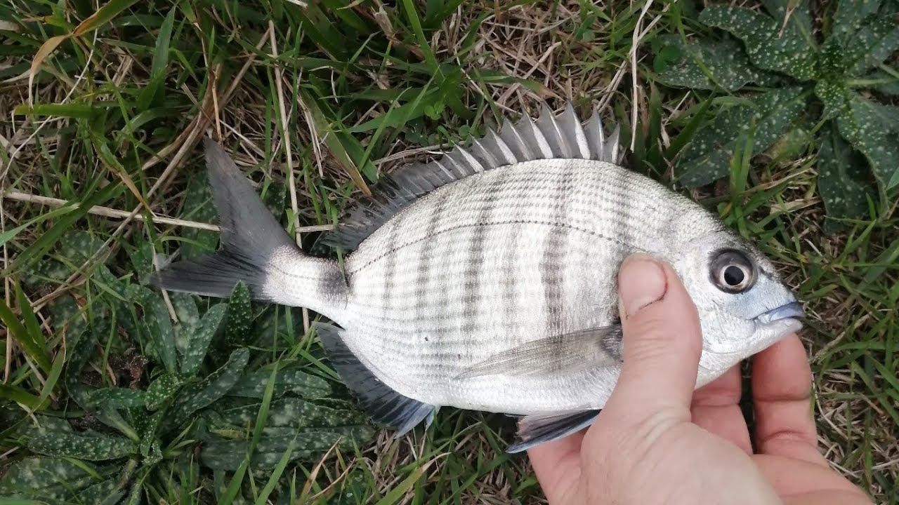 Os enseño algun pesquero de sargos alguno de los mis favoritos 