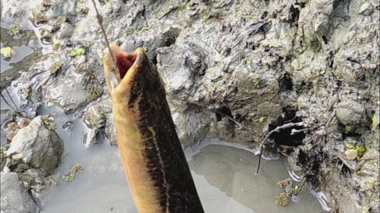 9 kg মাঠে থেকে বিশাল মোটা কুচে মাছধরলাম ##ellfishing #ভিডিও টা ভালো লাগলে লাইক কমেন্ট শেয়ার করুন 