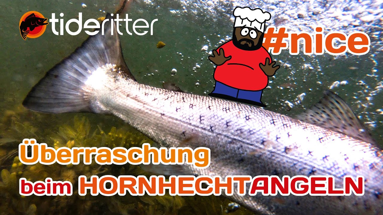 WUNDERSCHÖNE-Meerforelle beim Hornhechtangeln PLUS 12 Hornis und alles LIVE