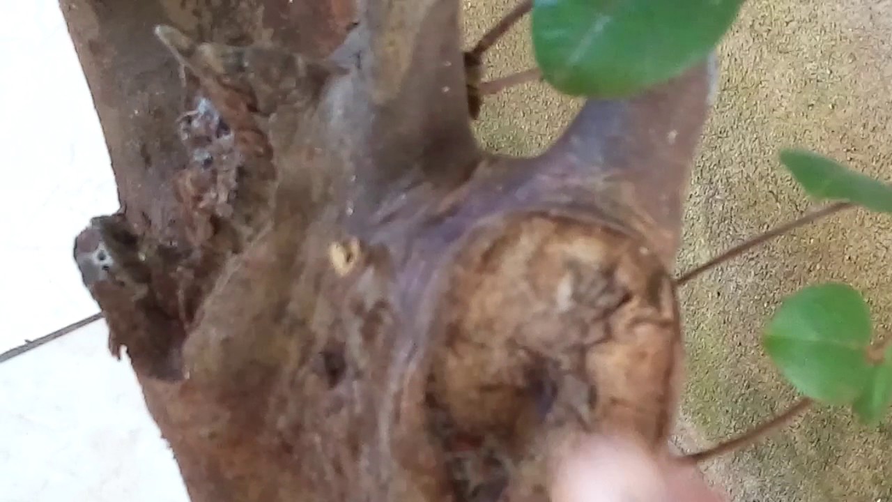 estaquia de jabuticaba galho grande e grosso direto na terra