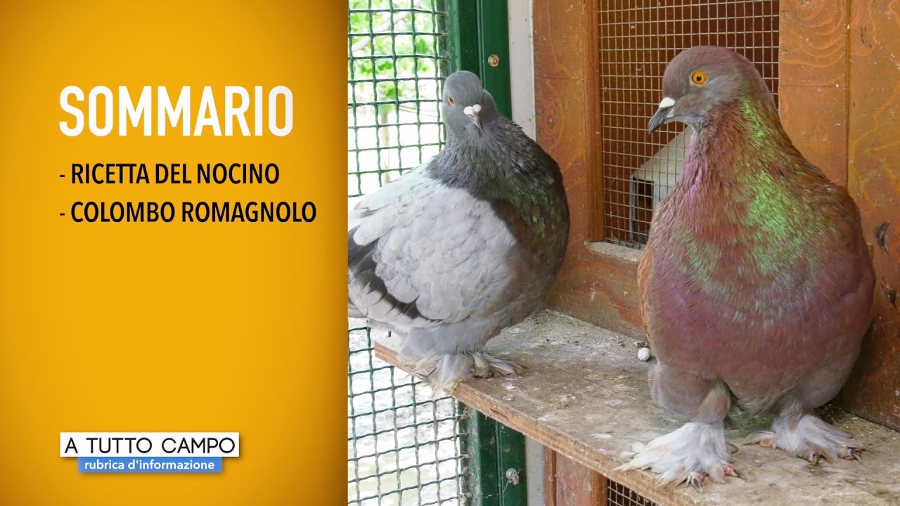 A TUTTO CAMPO puntata n.02 del 24-06-2019
