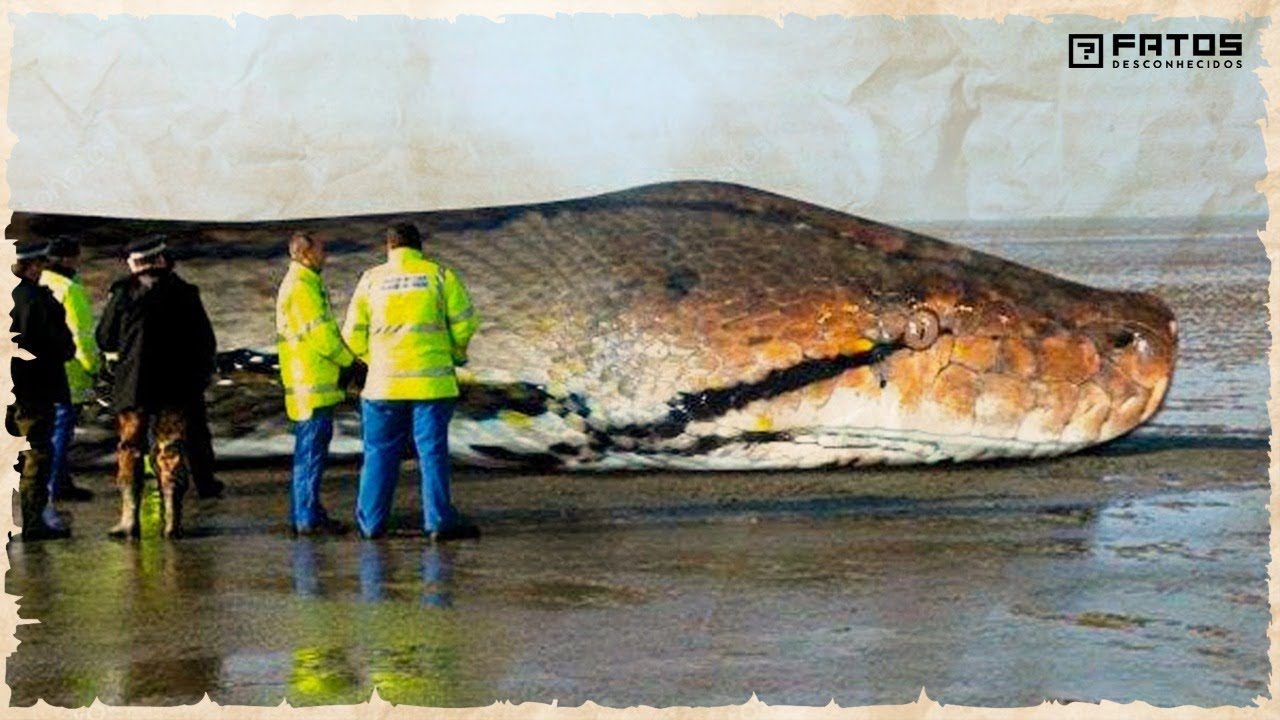 O que aconteceria se a cobra Titanoboa ainda existisse