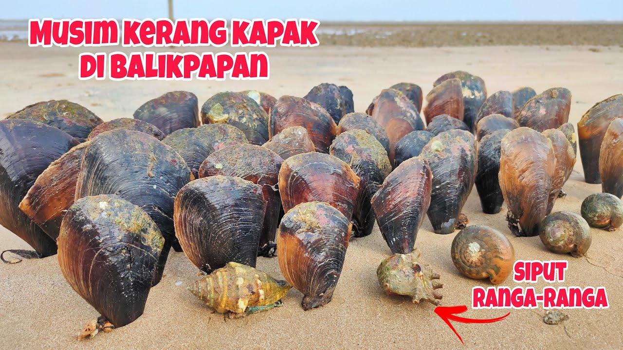 WARGA BALIKPAPAN PANEN RAYA KERANG KAPAK‼️Musim kerang aneka jenis bermunculan