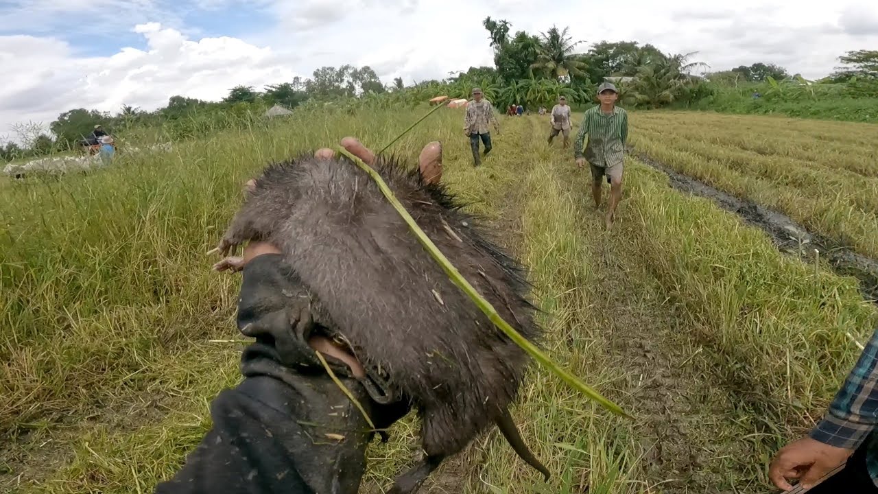 Bắt vài miếng ruộng cuối không chuột rất nhiều gặp thêm loài chuột khổng lồ