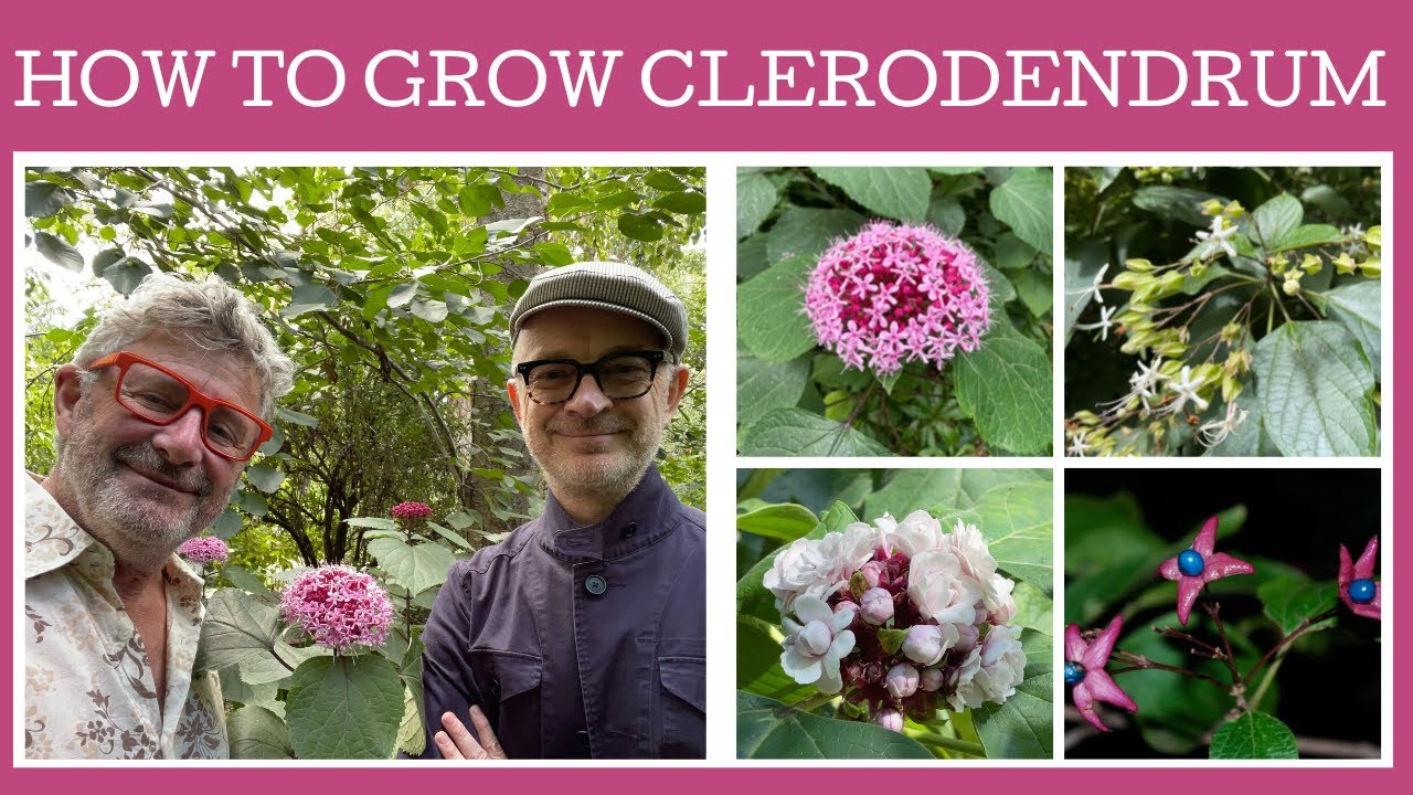 How to grow non tropical Clerodendrums: Stephen has three cold tolerant types so lets take a look.