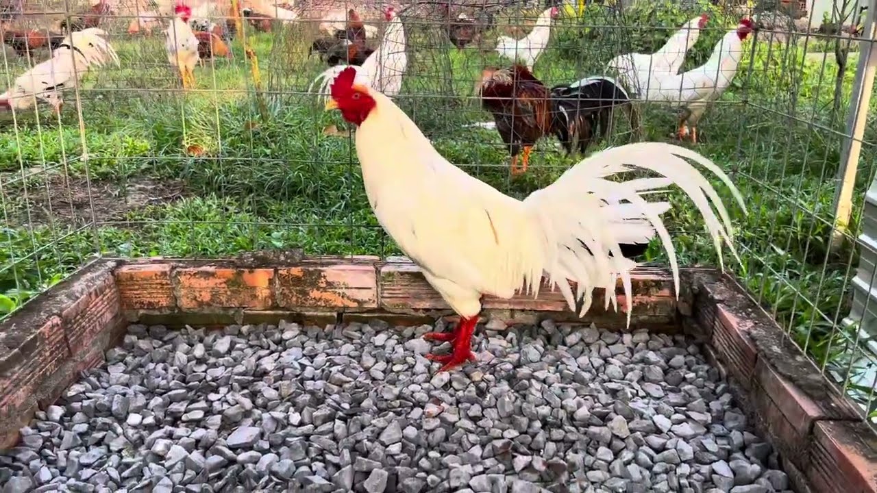 Ngày 20-1-2026 // lên tóp gà mới..@908//755//036..