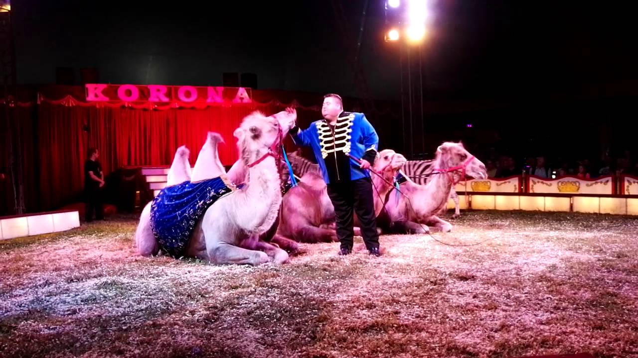 Cyrk Korona 2016 - pokaz zwierząt egzotycznych.