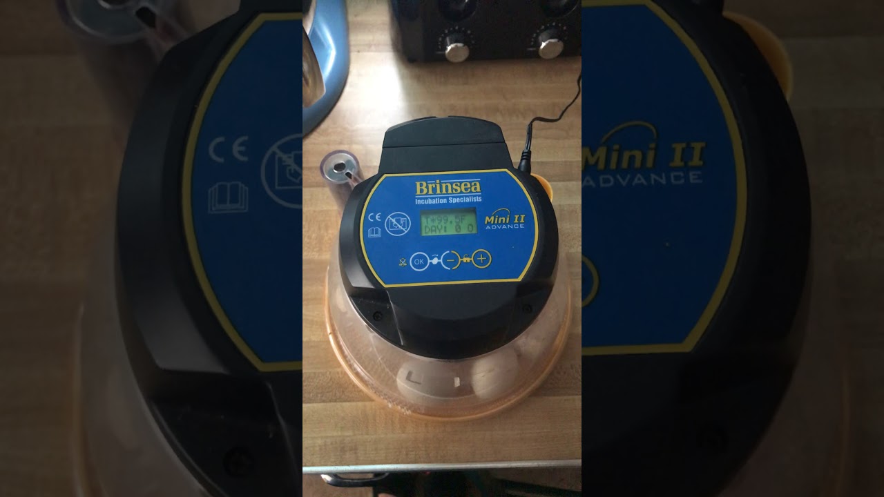Review/how to  of the Brinsea mini II advance incubator