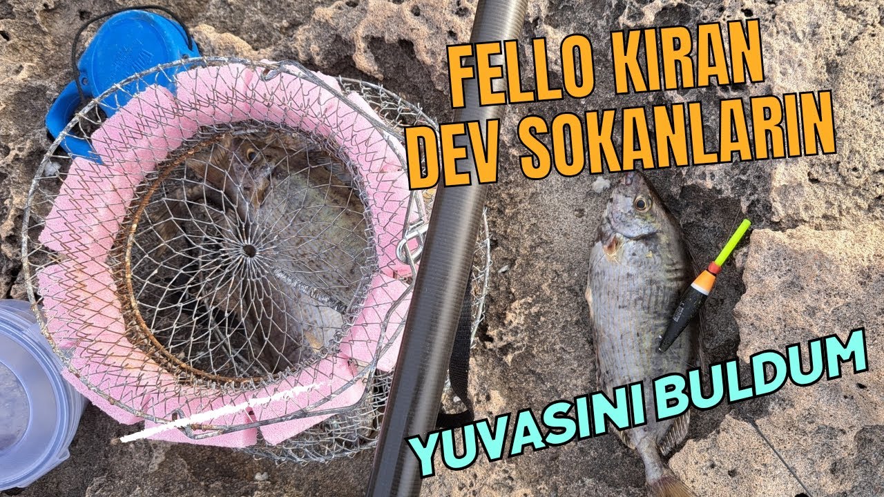 Fello Kıran Dev Sokanların Yuvasını Buldum - I found The Nest of Giant Rabbitfishes