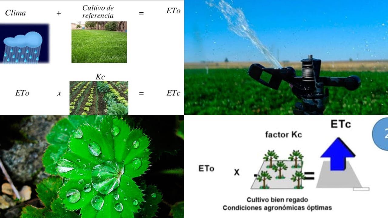 EVAPOTRANSPIRACION, (ETC) (ETO) (KC) для эффективного орошения фруктовых деревьев, (ETP) (ETR).