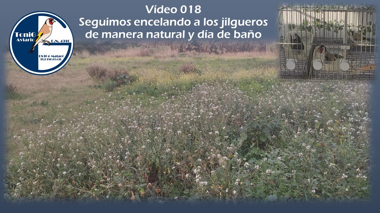 018 SEGUIMOS ENCELANDO A LOS JILGUEROS DE MANERA NATURAL Y DÍA DE BAÑO