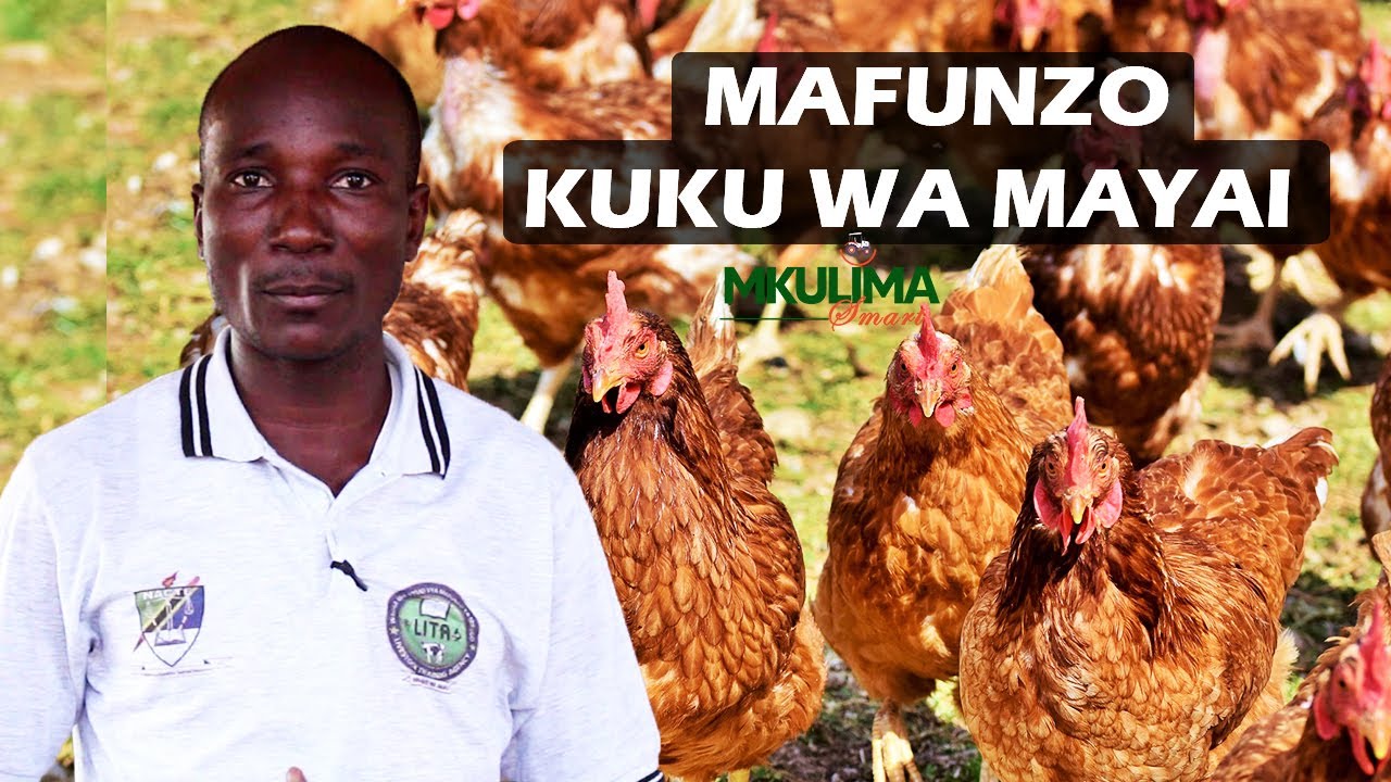 Jifunze UFUGAJI WA KUKU WA MAYAI (LAYERS)