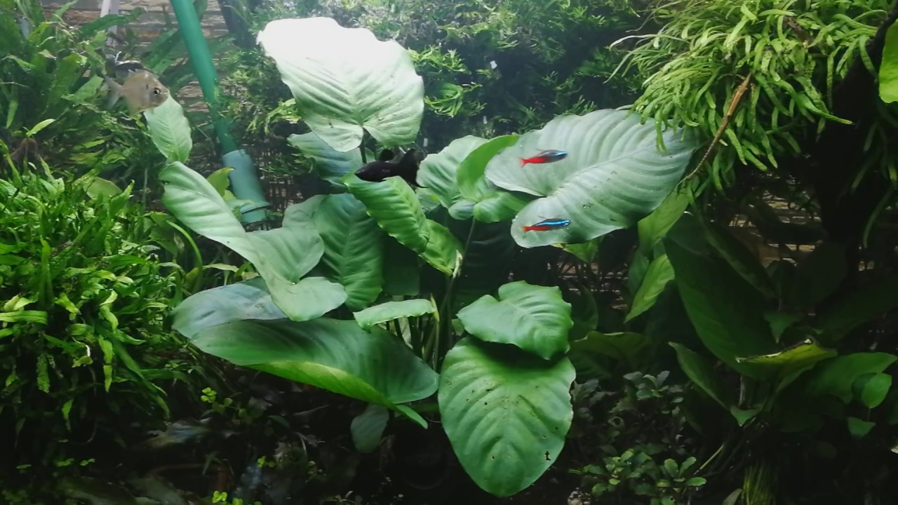 27, Akwarium 450L Anubias Bartera forma duża Roślina mateczna Wysokość 20 50cm Cześć 8