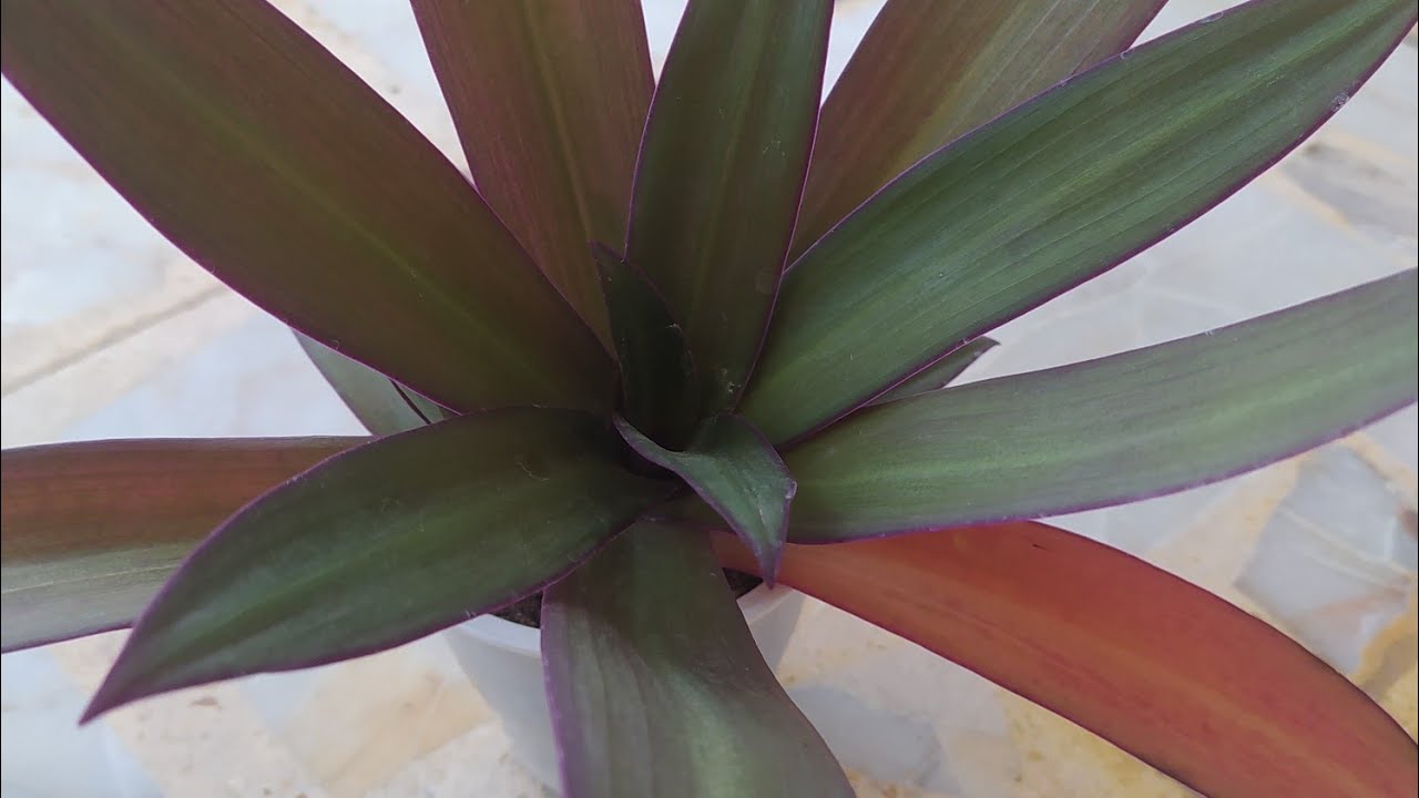 İSTİRİDYE TELGRAF ÇİÇEĞİ /Musa Beşiği / Tradescantia spathacea / Bakımı / Çoğaltma
