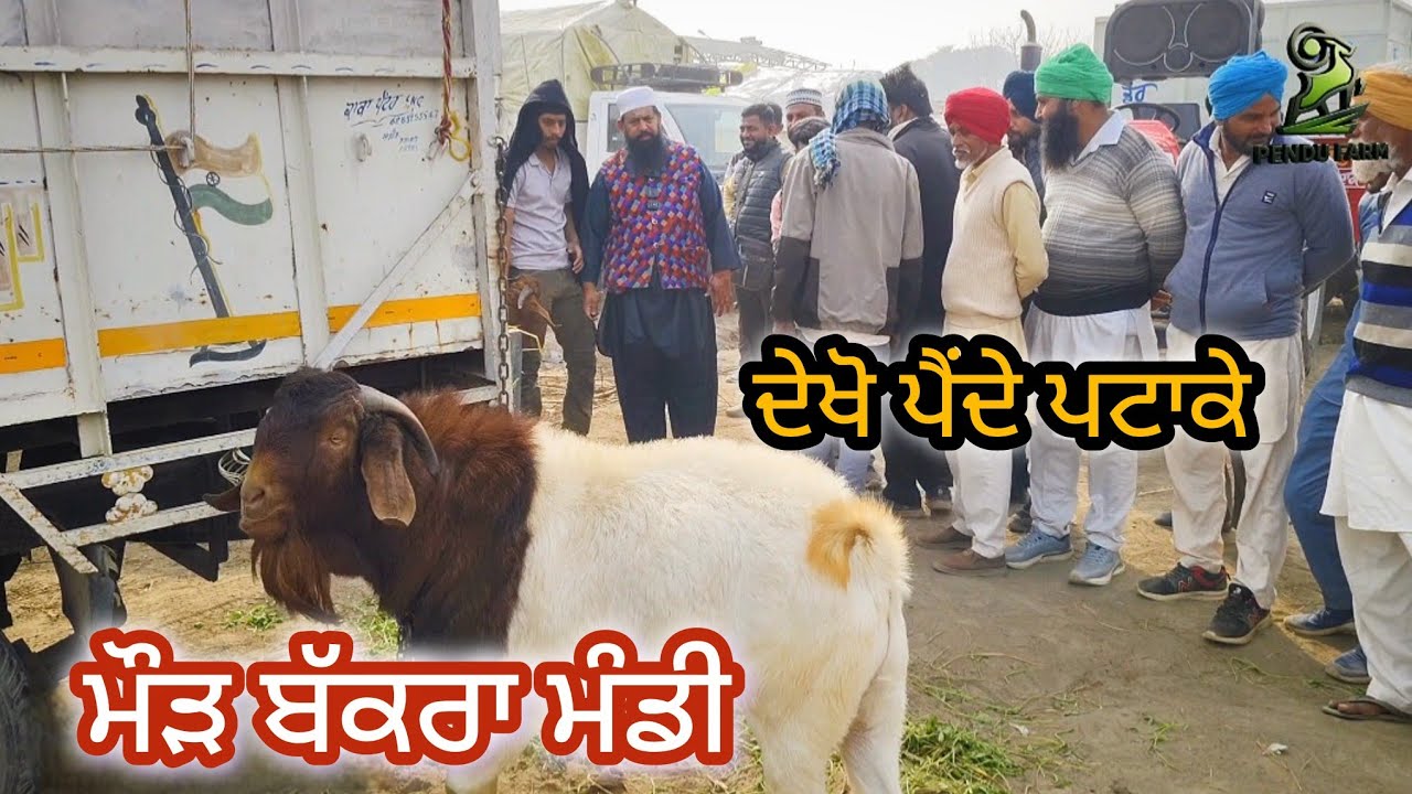 ਦੇਖੋ ਪੈਂਦੇ ਪਟਾਕੇ Maur Bakra Mandi #livesauda #goatfarming #rajudirba #bakramandi #dairyfarm #farming
