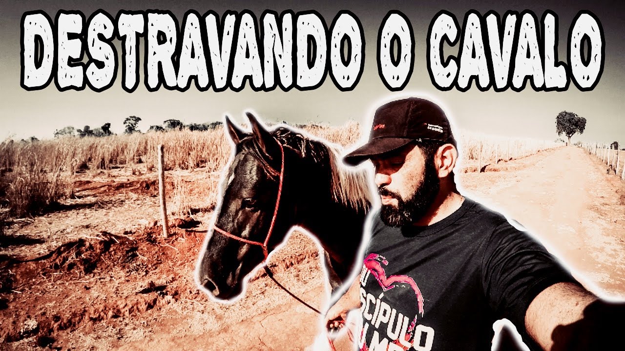 CUIDADOS COM SEU CAVALO PÓS CIRÚGIA DE CASTRAÇÃO