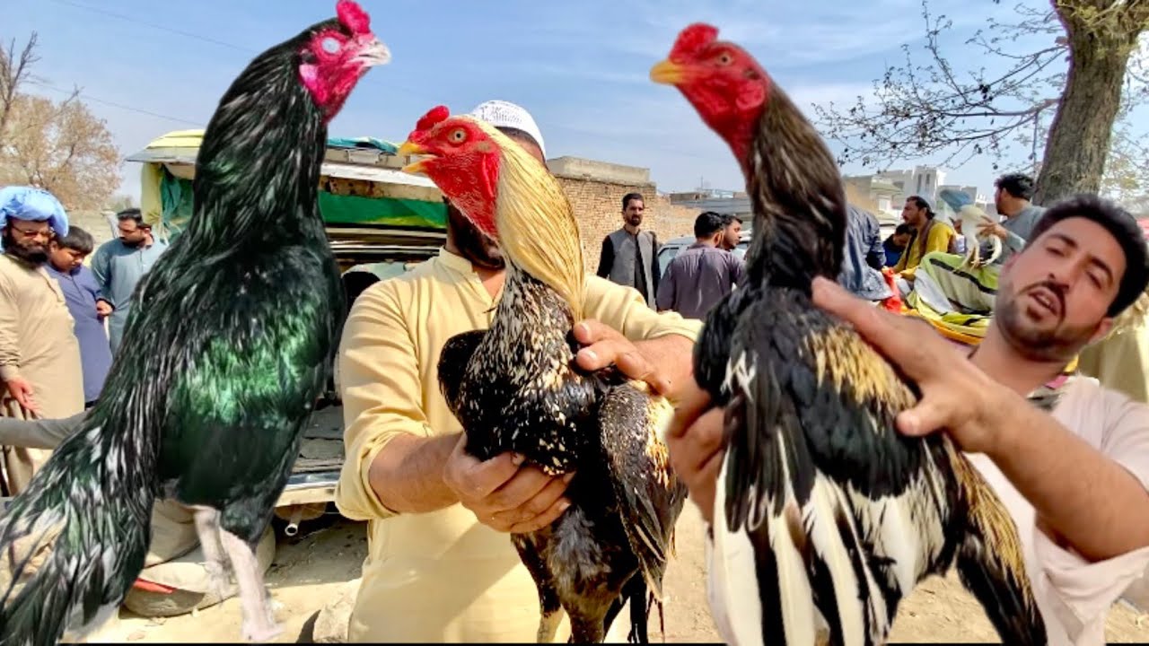 Asia ki sasti mandi|Haripur aseel murgha mandi Cheap rates|birds market |