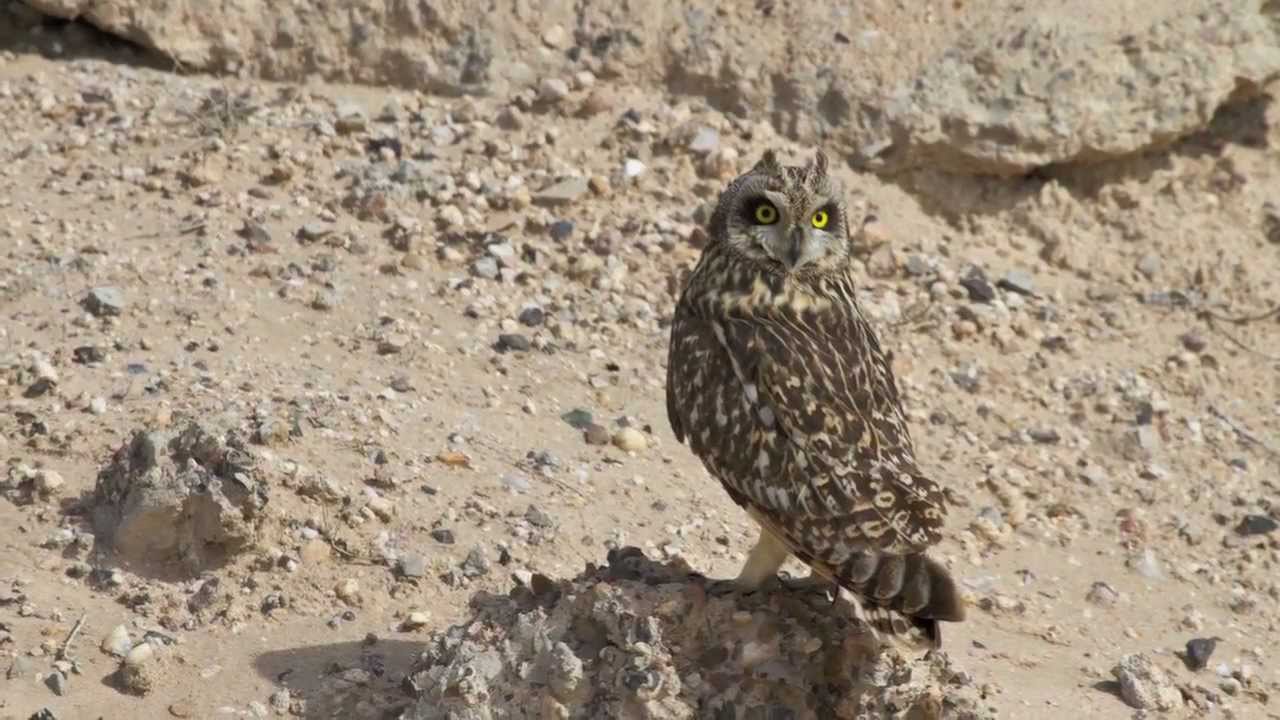 photo of kuwait wildlife صور من الحياه البريه بالكويت