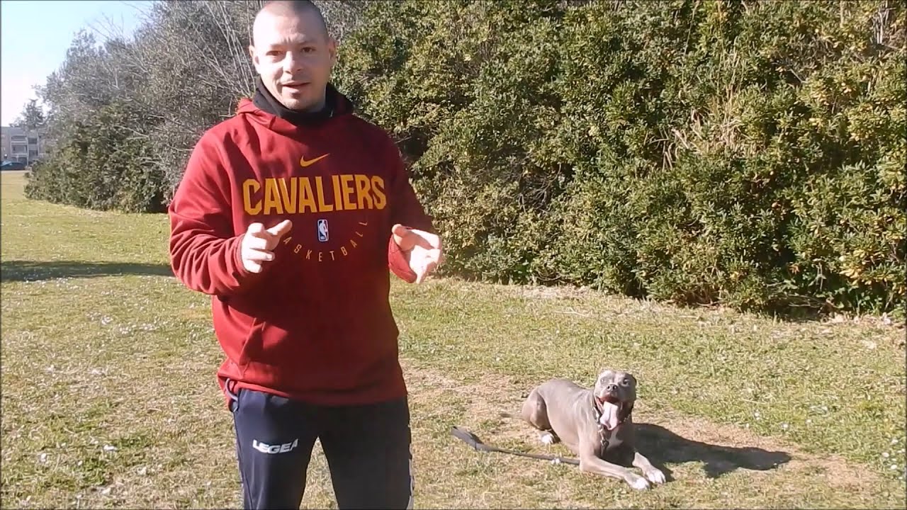 TUTORIAL: COME CORREGGERE IL CANE CHE TIRA AL GUINZAGLIO!