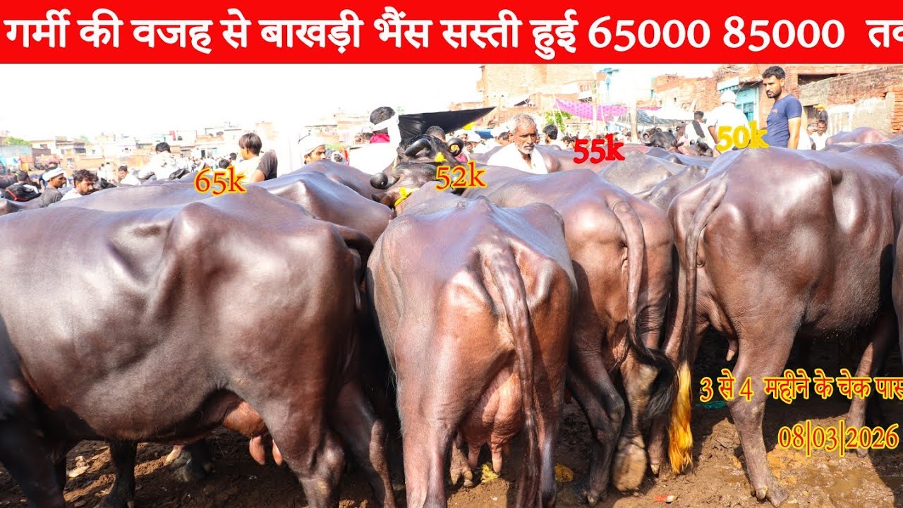 8/03/2026 गर्मी की वजह से बाखडी भैंस हुई सस्ती /|| बाखड़ी भैंस 3 से  4 महीने की चेक पास pashu Mandi 