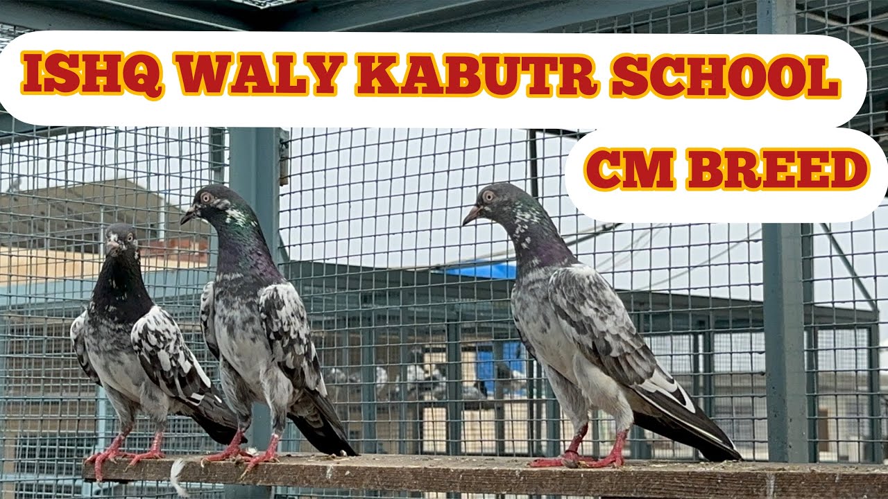 ISHQ WALY KABUTR || SCHOOL WALY OR CM BREEDS SE AGY || KIA NIKLA SHOKE KARIN APNI RAI DEIN KESA PAIR
