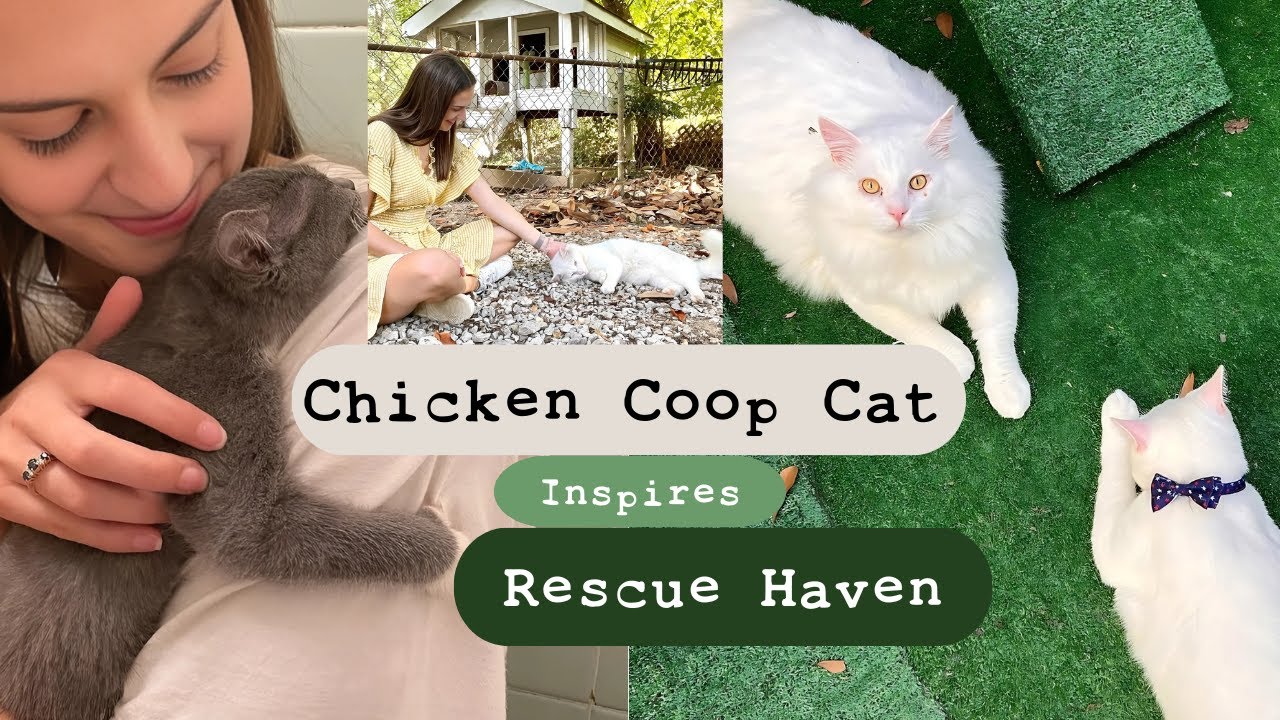 Forgotten Cat Becomes Face of Lifesaving Mission