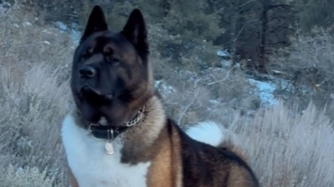 WOMAN DIDN'T WANT THIS BLIND AKITA PUPPY – NOW HE'S HER EVERYTHING