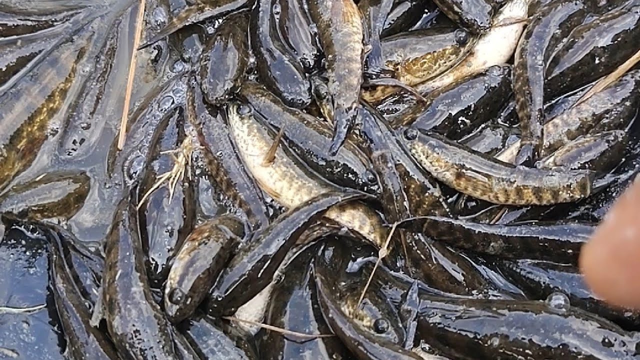 Aaja hamne bahut sari machhli pakad li#viral #fishing #ekmotahathighumechala #fish 