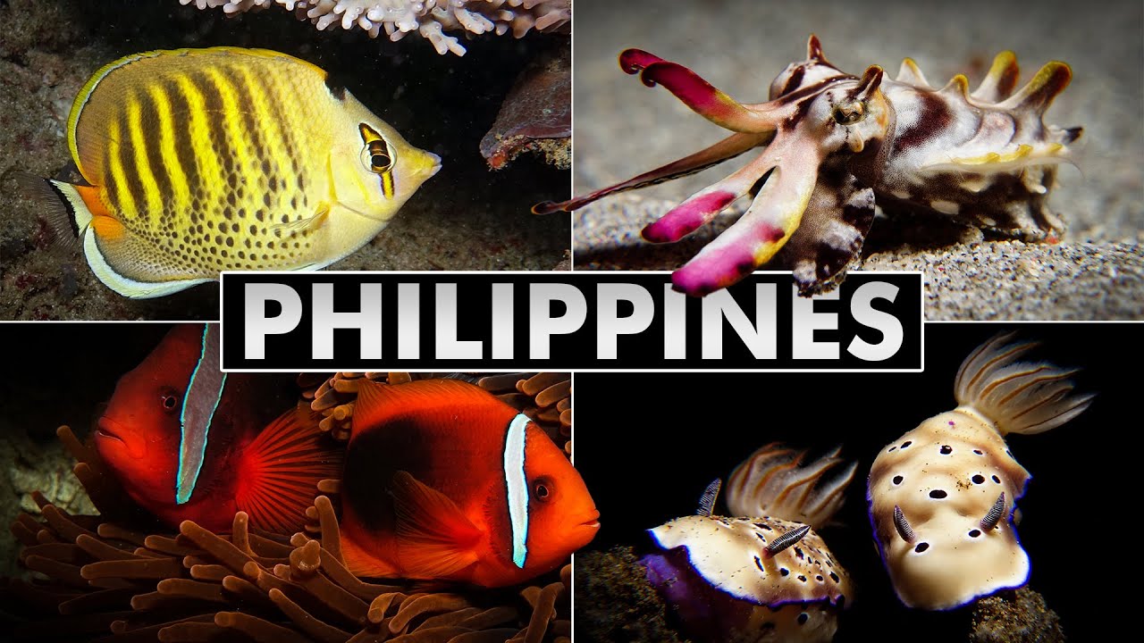 Diving the Philippines: Anilao & Puerto Galera (muck diving and coral reefs)