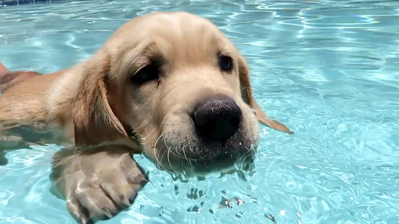 GOLDEN RETRIEVER PUPPY LEARNS TO SWIM!!