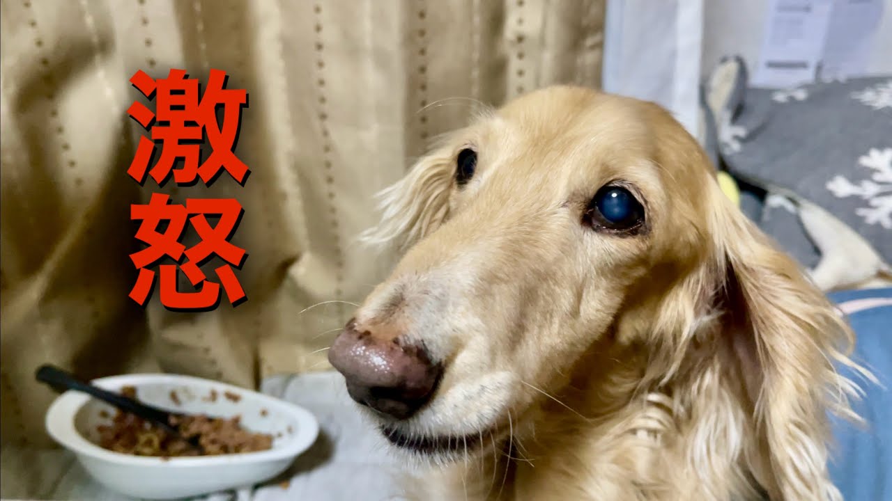 普段は穏やかなのに…ご飯の時は