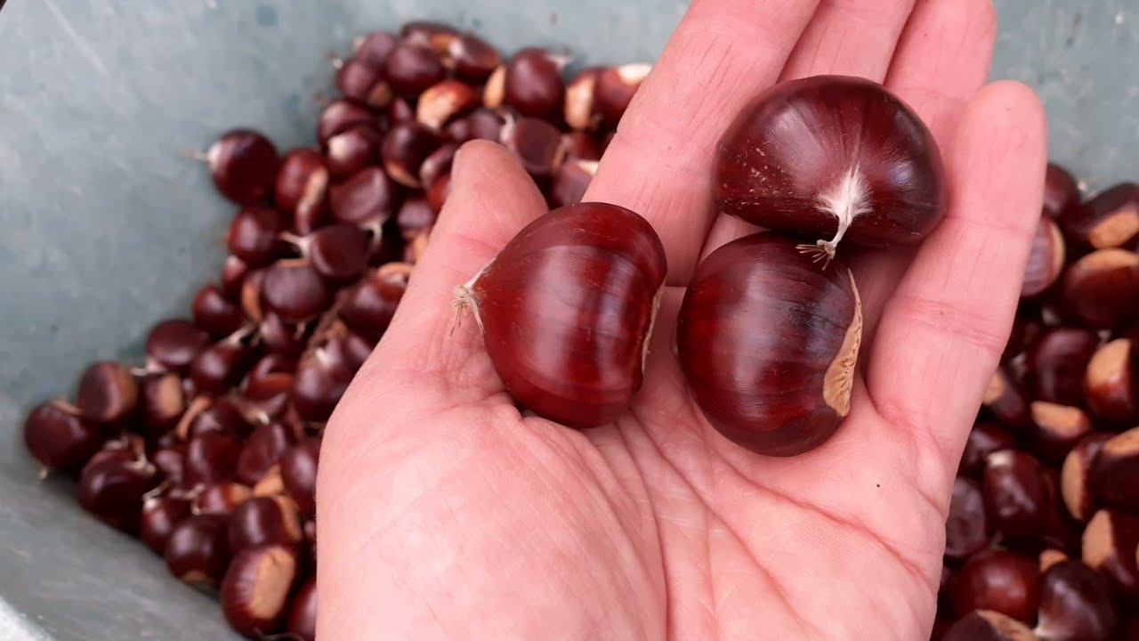 DIY faire sa crème de marron maison de A à Z