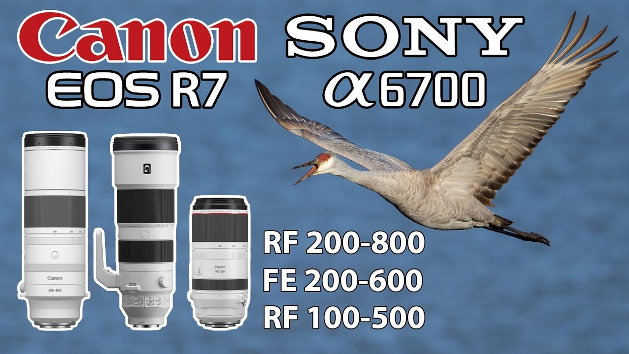 Canon 200-800 & 100-500 Sony 200-600 On APSC R7 & a6700 Camera Bodies for Birds in Flight!