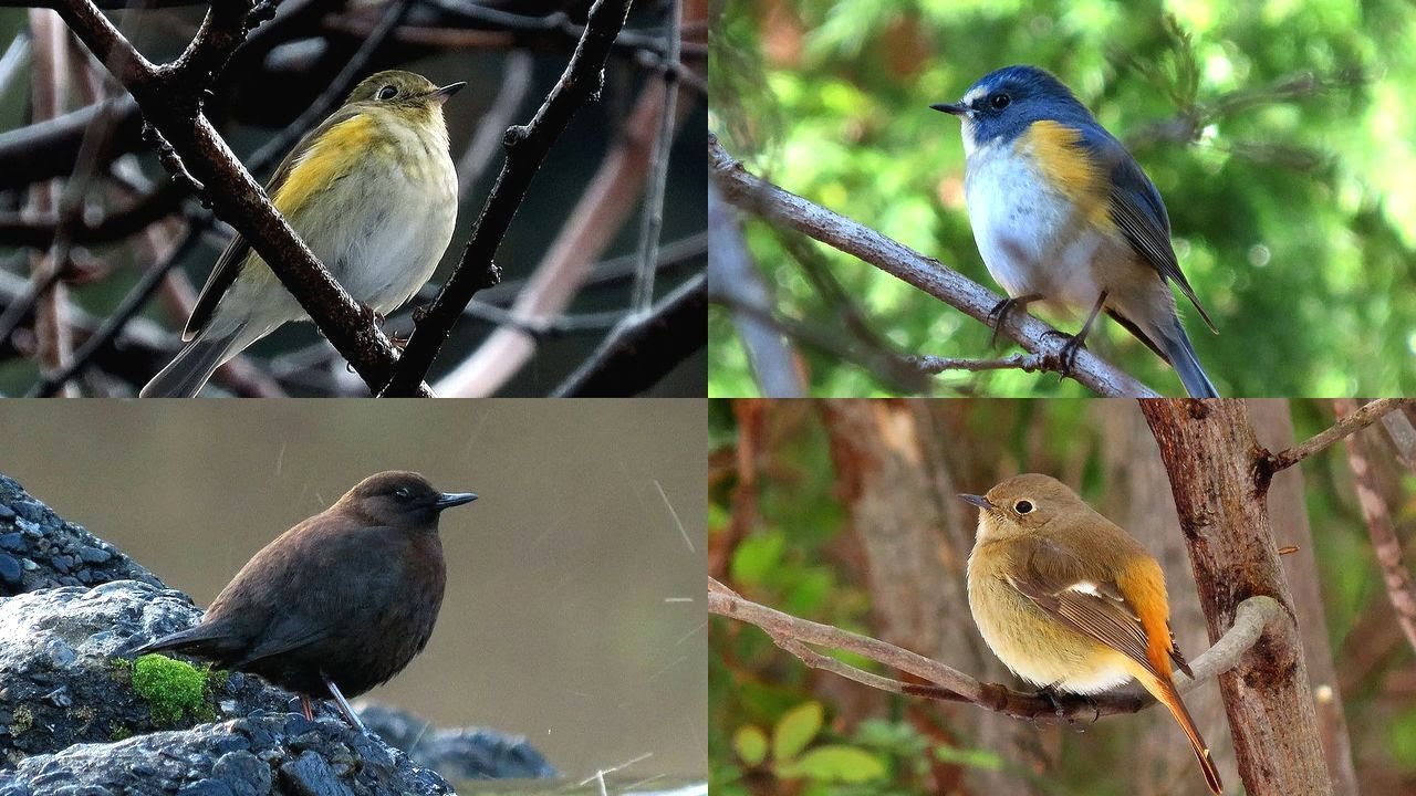 探鳥散歩 2026.01.10-15 ルリビタキ・カワガラス・ジョウビタキなど16種の野鳥を拾い撮り　西美濃各地の林縁や河川敷などを歩く
