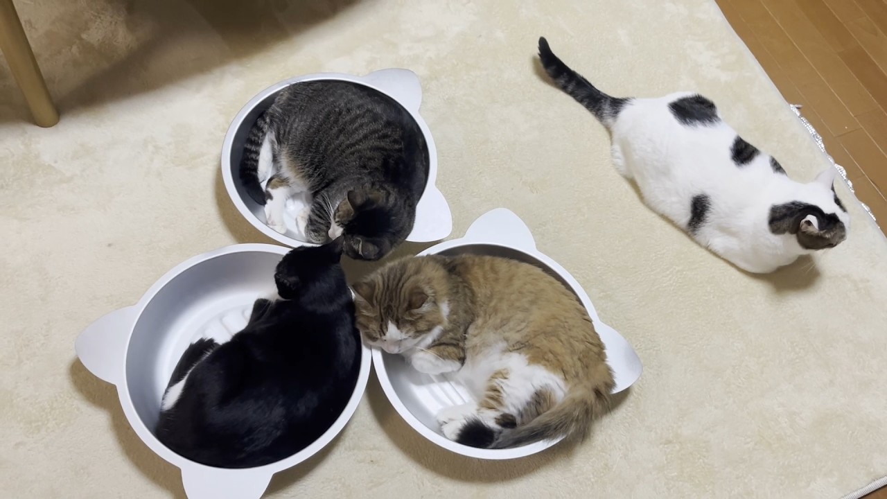 猫鍋を奪われた豆大福が切ない