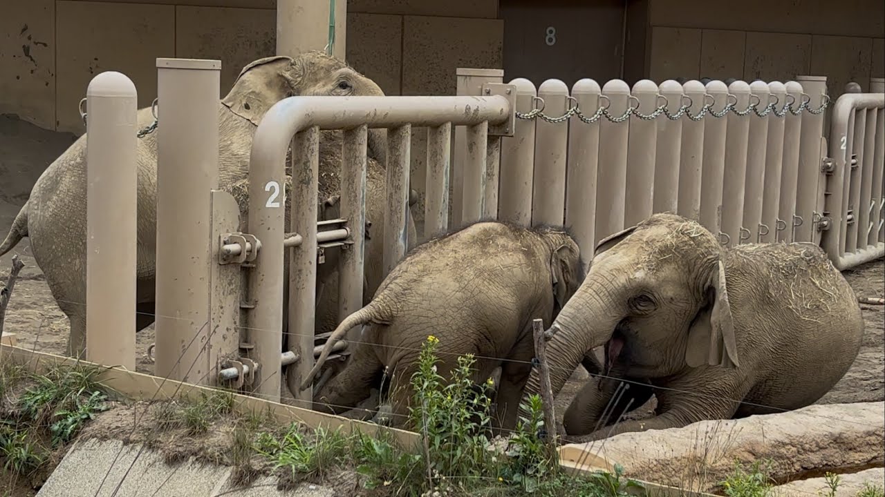 円山動物園アジアゾウタオ柵に足挟まったが無事抜ける　パールシュテインニャインの叫び声