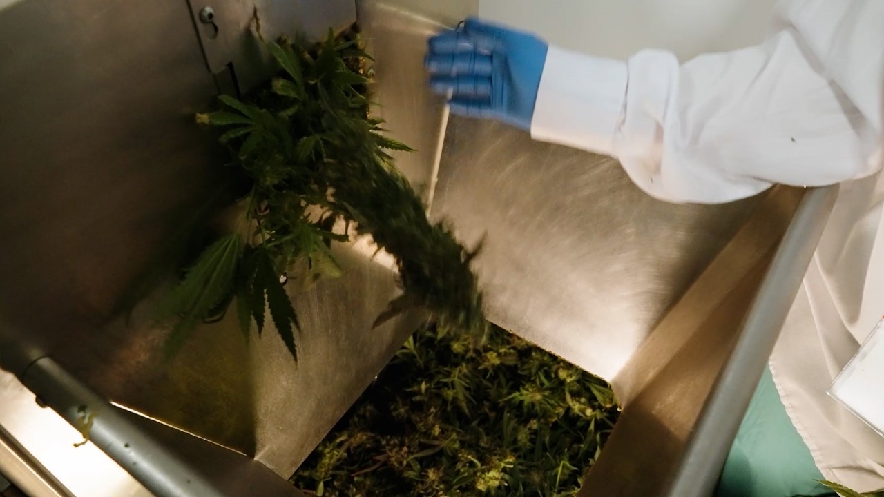 Cannabis Automation Upgrade: Integrating the MBX Bucker