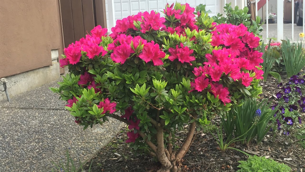 Azalea, Girard's Fuchsia - Prune to Half the Size (Year 2) - May 26, 2020